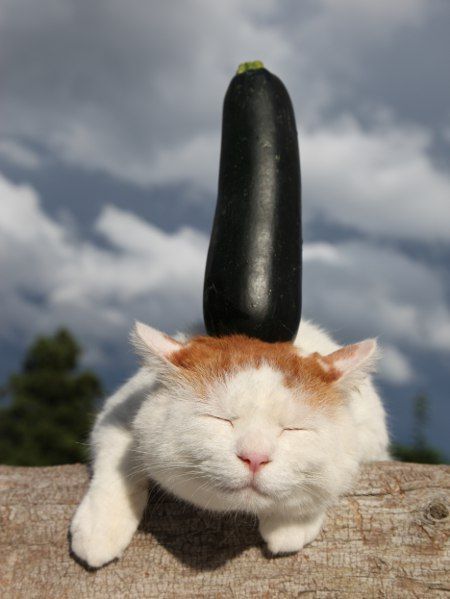 国家公园的猴子可爱图片 十二生肖猴图片