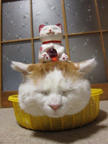 国家公园的猴子可爱图片 十二生肖猴图片