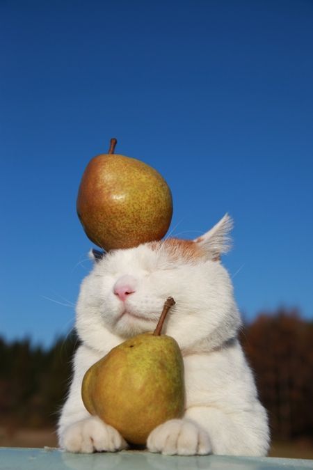 国家公园的猴子可爱图片 十二生肖猴图片