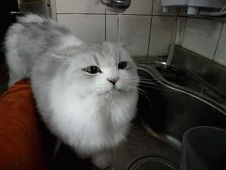陈紫函家居写真 陈紫函怀抱萌宠爱心图片图片
