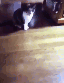 折耳猫图片：可爱萌宠折耳猫图片图片