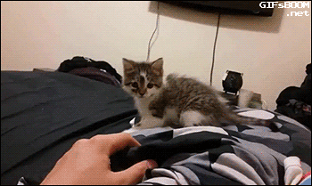 萌宠猫咪可爱爬树图片图片