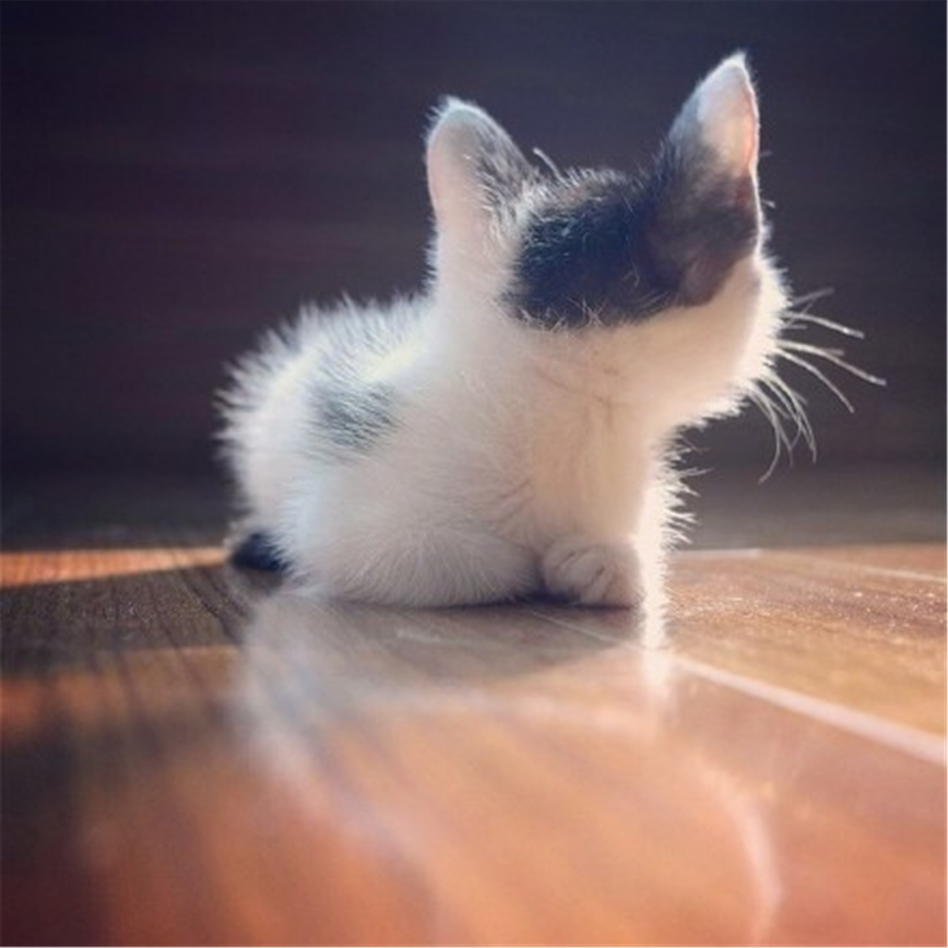 沙滩上的熊猫玩具孤独背影伤感图片下载图片