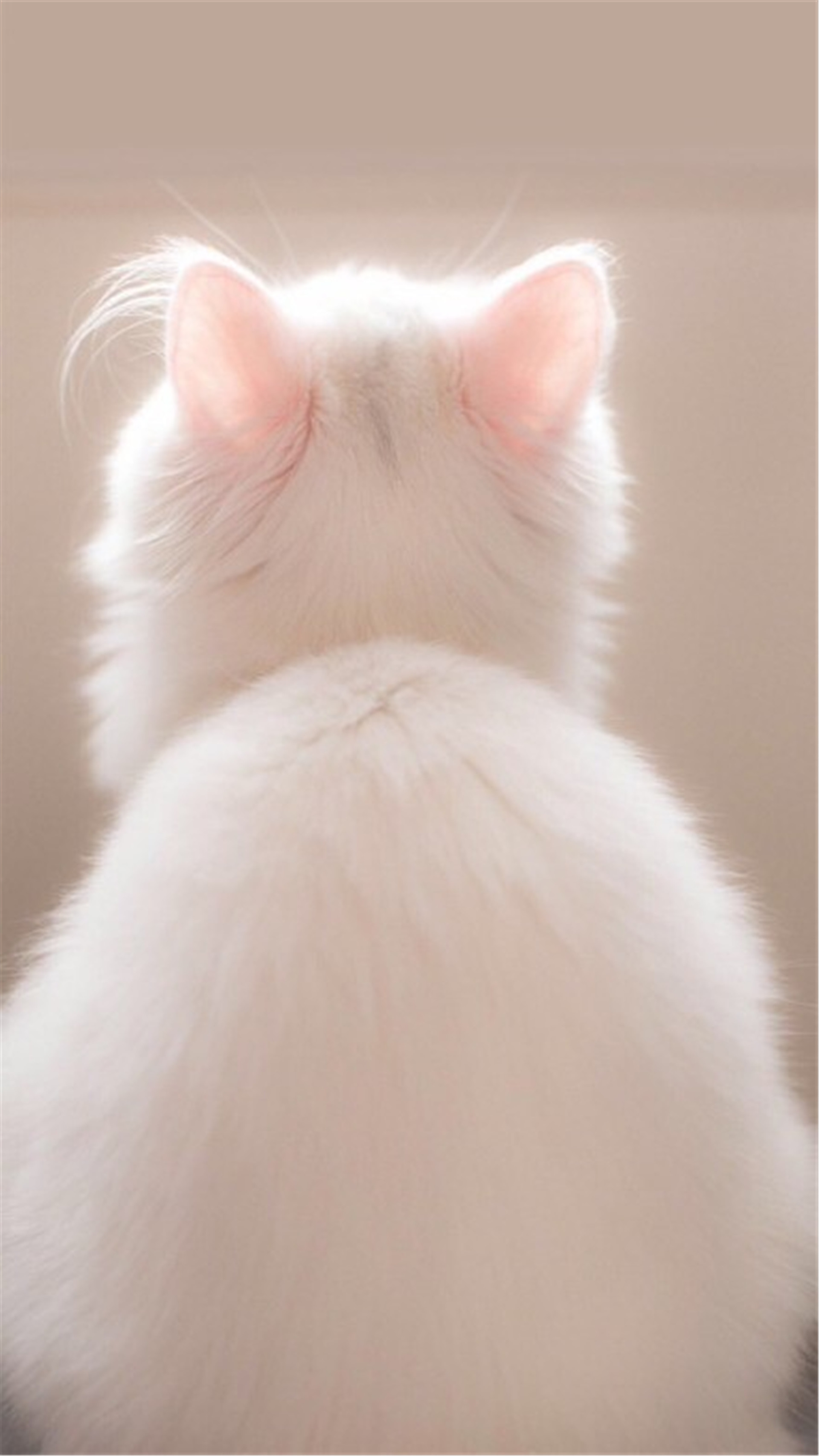 沙滩上的熊猫玩具孤独背影伤感图片下载图片