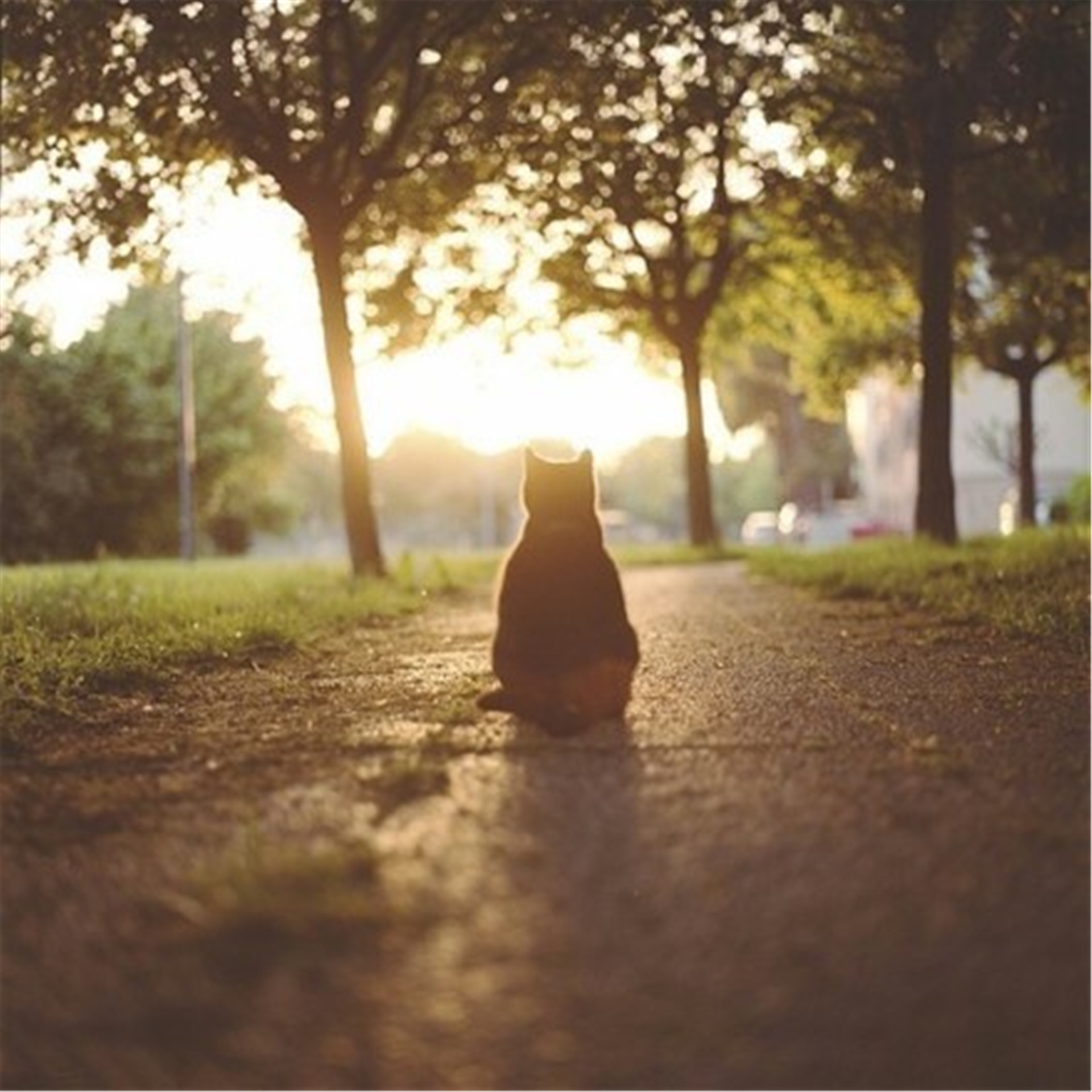 沙滩上的熊猫玩具孤独背影伤感图片下载图片