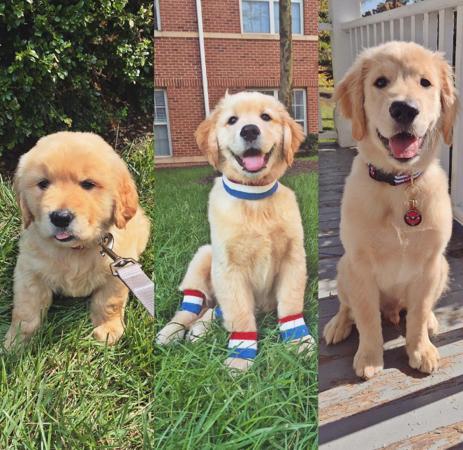 陈紫函家居写真 陈紫函怀抱萌宠爱心图片图片