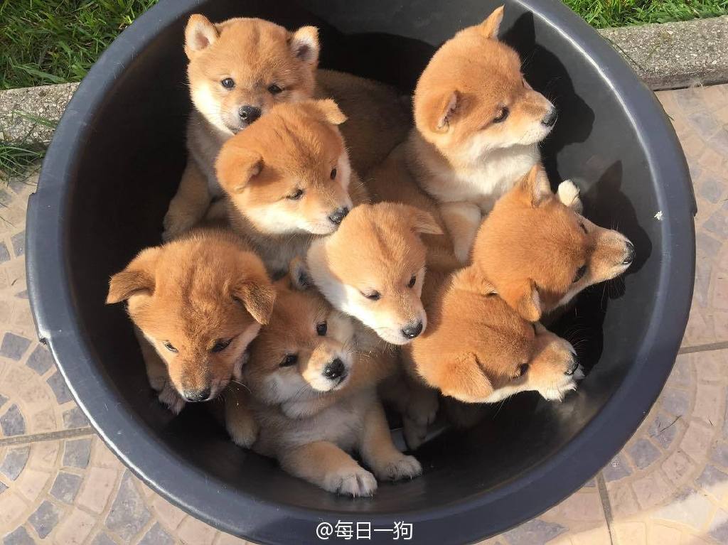 可爱萌宠小狗一窝子图片图片