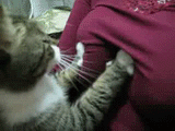 精选萌宠肥猫onigiri图片图片