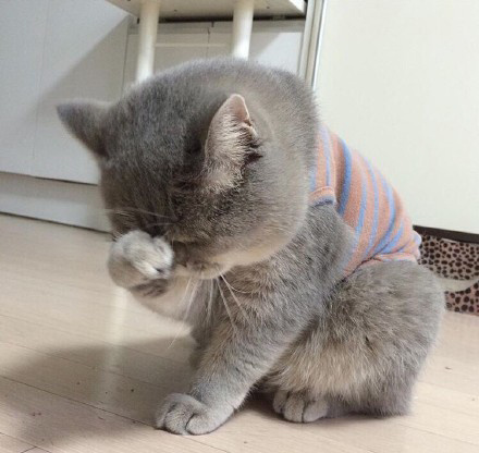 精选萌宠肥猫onigiri图片图片