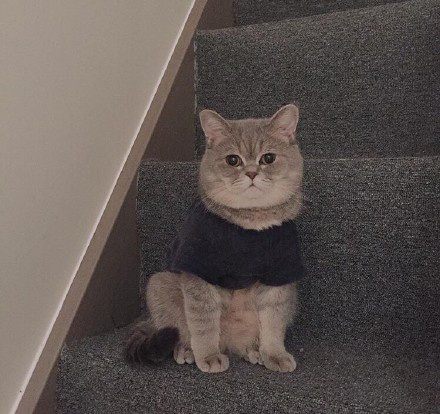 精选萌宠肥猫onigiri图片图片