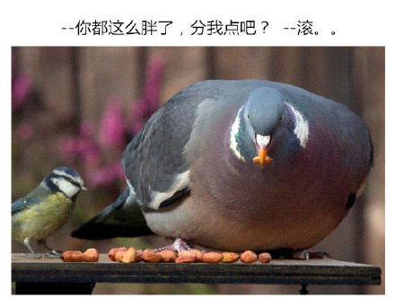 幽默搞笑图片