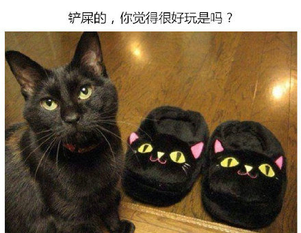 蓝瘦香菇幽默搞笑表情包图片图片