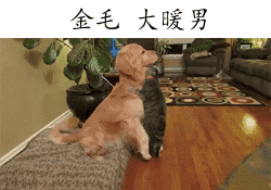 日本可爱萌宠柴犬hiyori阳光笑容图片图片