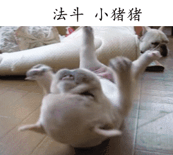 陈紫函家居写真 陈紫函怀抱萌宠爱心图片图片