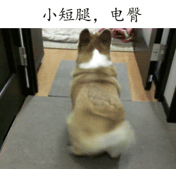 陈紫函家居写真 陈紫函怀抱萌宠爱心图片图片