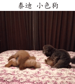 陈紫函家居写真 陈紫函怀抱萌宠爱心图片图片