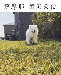 陈紫函家居写真 陈紫函怀抱萌宠爱心图片图片