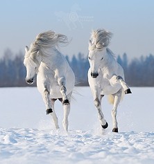 马年之健壮骏马奔腾高清壁纸第二辑图片