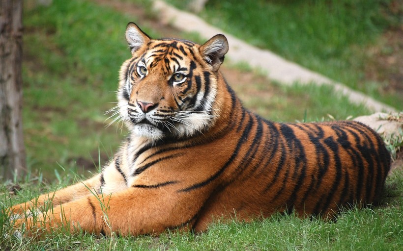 精选自然界猛兽动物狮子老虎豹子高清素材图片桌面壁纸下载第三辑图片