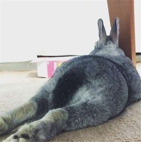 可爱兔子呆萌图片  十二生肖兔子图片第三辑图片