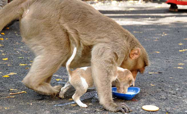 猴图片图片