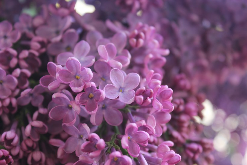 高清紫色唯美丁香花图片第一辑图片