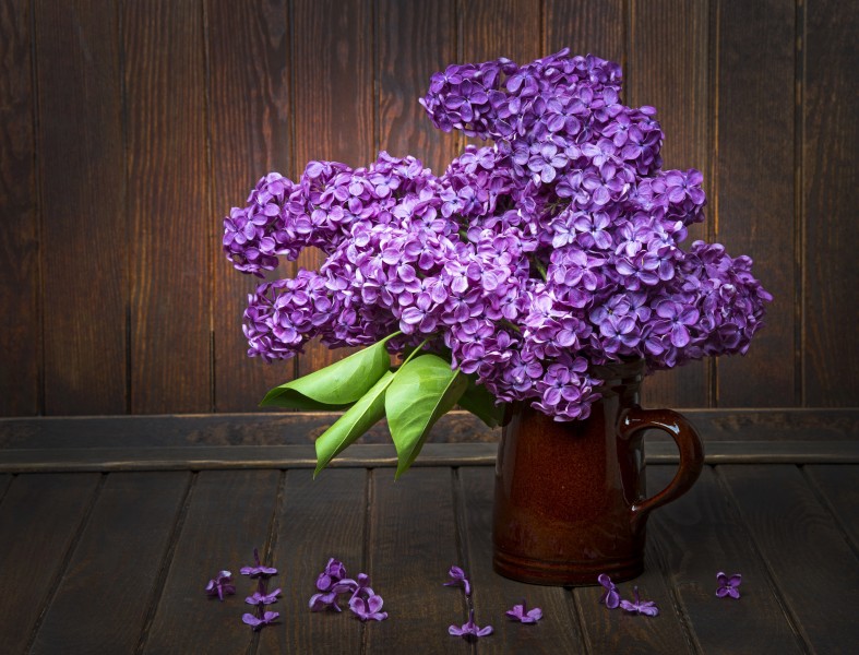 丁香花图片
