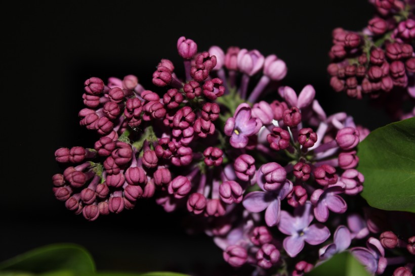 丁香花图片