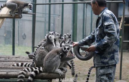 3只背着幼崽的环尾狐猴可爱呆萌图片 十二生肖猴图片