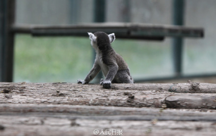 猴图片图片