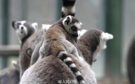 猴图片图片