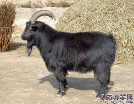 山羊图片