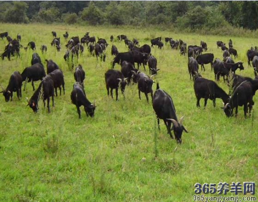 可爱卡通羊图片 简单动画山羊卡通图片 十二生肖羊图片