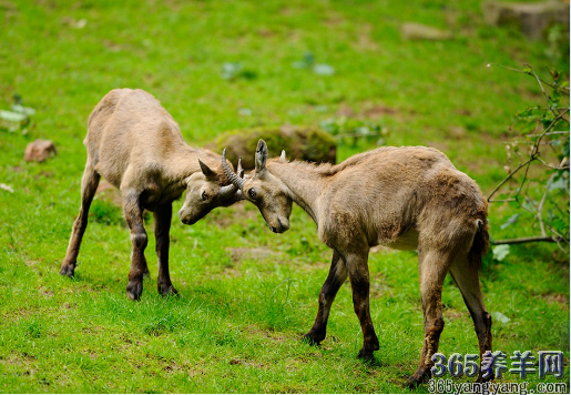 山羊图片