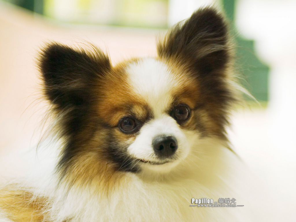 高清蝴蝶犬图片之可爱的小狗十二生肖狗图片图片