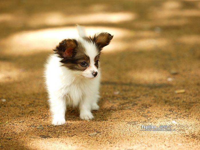 高清蝴蝶犬图片之可爱的小狗十二生肖狗图片图片