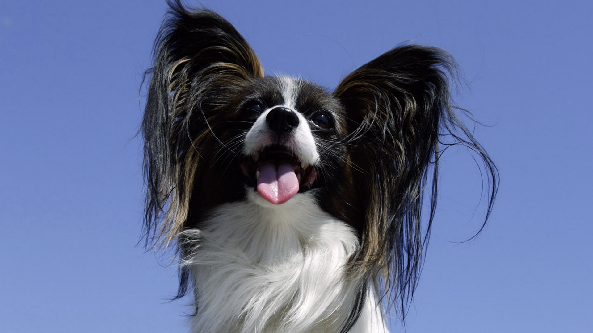 高清蝴蝶犬图片之可爱的小狗十二生肖狗图片图片