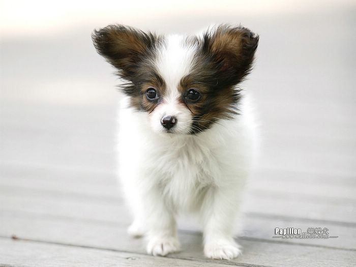 高清蝴蝶犬图片之可爱的小狗十二生肖狗图片图片