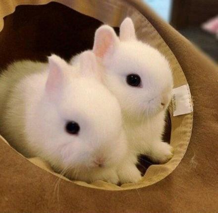 兔子壁纸图片