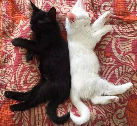 国家公园的猴子可爱图片 十二生肖猴图片