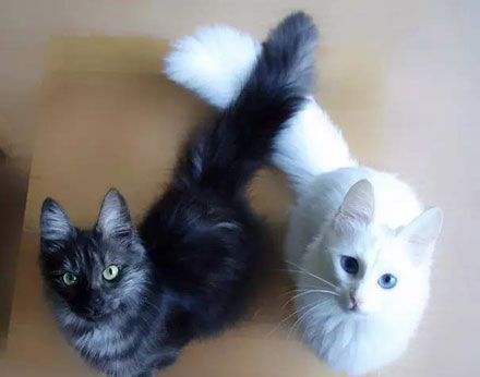国家公园的猴子可爱图片 十二生肖猴图片