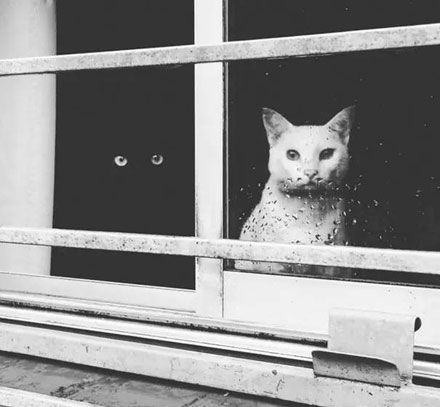 国家公园的猴子可爱图片 十二生肖猴图片