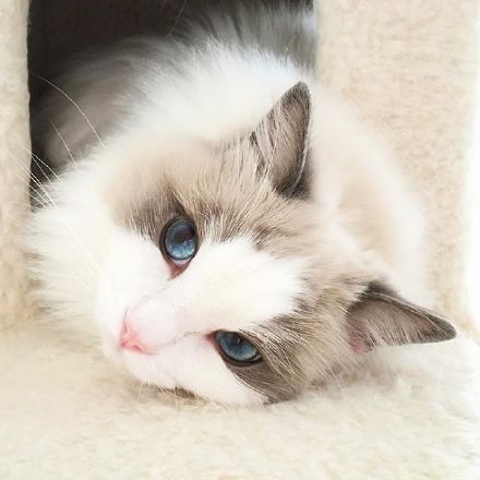 可爱萌宠猫咪图片 卖萌清新的小猫咪头像图片 喵星人头像图片图片