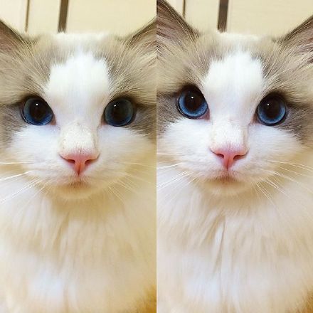 可爱萌宠猫咪图片 卖萌清新的小猫咪头像图片 喵星人头像图片图片