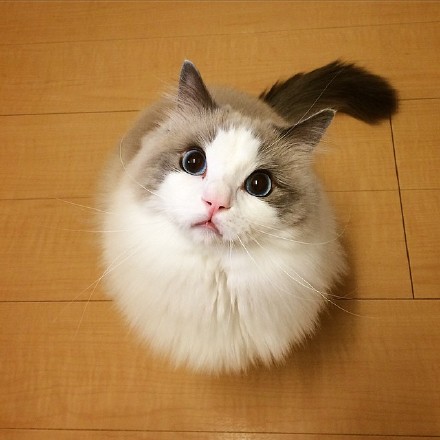 现代生活对猫产生的变化图片