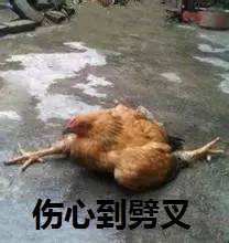 超萌可爱的雏鸡图片十二生肖鸡图片（二）图片
