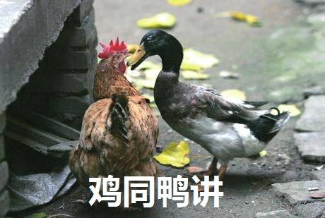鸡图片图片