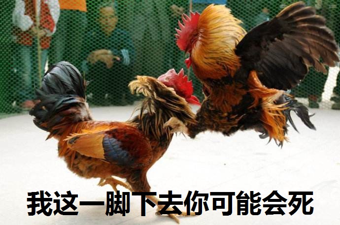 鸡图片图片
