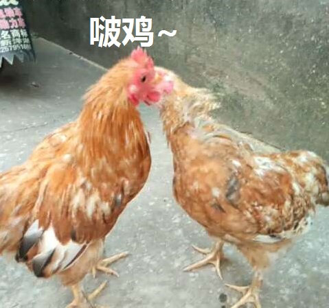 鸡图片图片