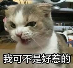 幽默搞笑喵星人文字微信表情包图片图片